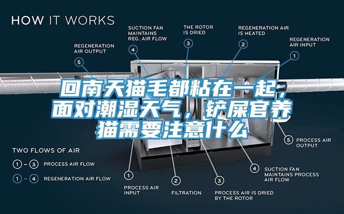 回南天猫毛都粘在一起，面对潮湿天气，铲屎官养猫需要注意什么